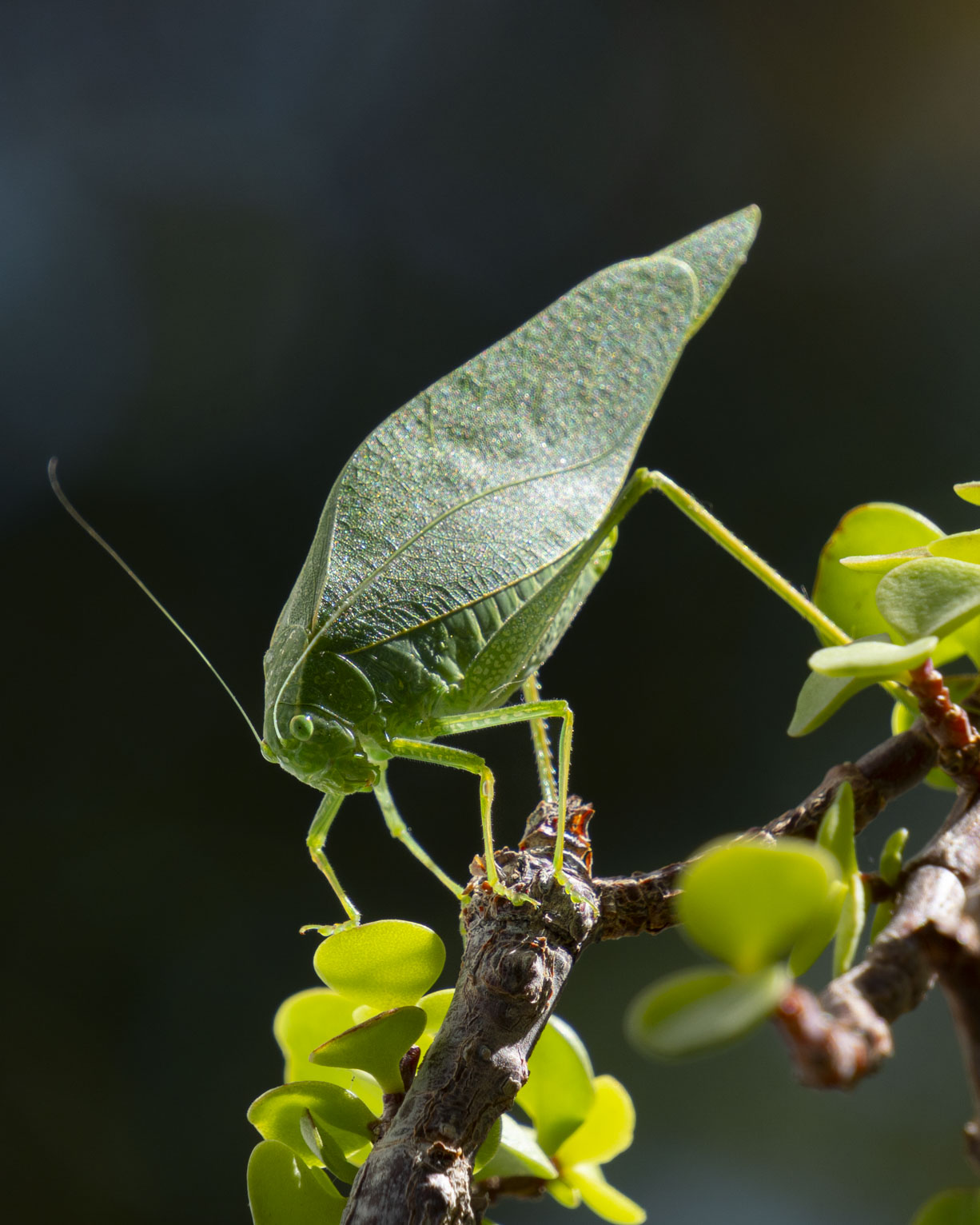 A katydid against a dark blurry background perching on a house Planetarium